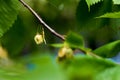 The seeds are ripe on the tree. Soft bokeh