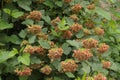 Seeds ripen on the bush. They decorate the park in summer Royalty Free Stock Photo