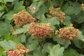 Seeds ripen on the bush. They decorate the park in summer Royalty Free Stock Photo