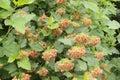 Seeds ripen on the bush. They decorate the park in summer Royalty Free Stock Photo