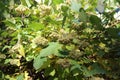 Seeds ripen on the bush Royalty Free Stock Photo