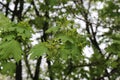 Seeds ripen on a maple tree