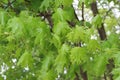 Seeds ripen on a maple tree