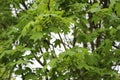 Seeds ripen on a maple tree