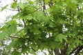 Seeds ripen on a maple tree