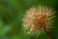 The  seeds of the Rough hawkbit plant drenched by rain; Leontodon Hispidus Royalty Free Stock Photo