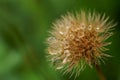 The seeds of the Rough hawkbit plant drenched by rain; Leontodon Hispidus