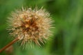 The seeds of the Rough hawkbit plant drenched by rain; Leontodon Hispidus