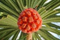 Seeds of sea pandanus, pine plant tree