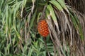 Seeds of sea pandanus or pine plant tree