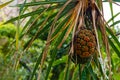 Seeds of sea pandanus or screw pine plant tree Royalty Free Stock Photo