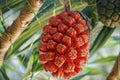 Seeds of sea pandanus, pine plant tree