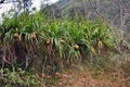 Seeds of sea pandanus or pine plant tree