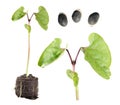 Seeds and seedling of Hyacinth Bean or Dolichos isolated on white background Royalty Free Stock Photo