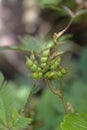 Seeds of Sensitive plant