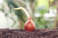 Seeds of shallots on ground.