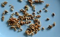 Seeds of sorghum, Sorghum bicolor