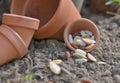 seeds spilled on the soil in a terra cotta pot Royalty Free Stock Photo