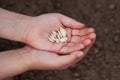 Seeds Of Squash On Child Hands In Garden. Royalty Free Stock Photo