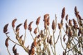 Seeds of Sumac (or Rhus) Royalty Free Stock Photo