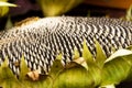 Seeds of sunflower