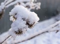 Seeds of thistles covered in fresh snow