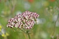 Seeds of Tordylium apulum Royalty Free Stock Photo