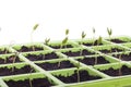Seeds tray closeup over white Royalty Free Stock Photo