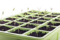 Seeds tray closeup over white Royalty Free Stock Photo