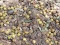 Chhoeuteal Dipterocapus alatus