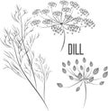 Seeds and umbrellas of medicinal dill vector illustration