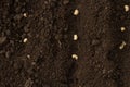 Seeds of vegetable sow on health soil, top view
