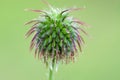 Seeds of Water Avens