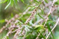 Seeds of the creek or weeping bottlebrush