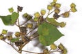 Seeds of wild Abutilon Royalty Free Stock Photo