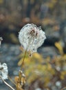 Seeds of wild clematis Clematis serratifolia 1 Royalty Free Stock Photo