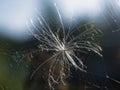 Seeds of wild grass in summer close-up Royalty Free Stock Photo