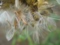 Seeds Xerochrysum bracteatum - golden everlasting