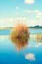 Seedy reed stalks on the lake
