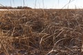 Seedy reed stalks