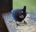 Seedy Steller\'s Jay Royalty Free Stock Photo