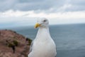 Seagull at the ocean shore Royalty Free Stock Photo