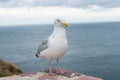 Seagull at the ocean shore Royalty Free Stock Photo