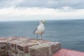 Seagull at the ocean shore Royalty Free Stock Photo