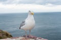 Seagull at the ocean shore Royalty Free Stock Photo