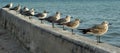 Seegulls lined up Royalty Free Stock Photo