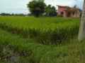 Seeing a beautiful green farm paddy field Royalty Free Stock Photo