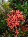 Seeing a beautiful ixora flower at the garden.