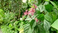 Seeing the blooming ceratopetalum flower blown by the wind