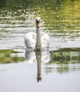 Swan - Seeing Double Royalty Free Stock Photo